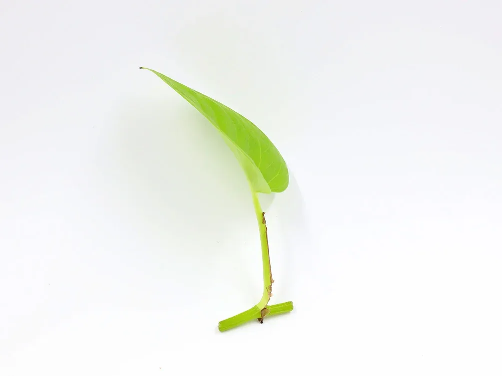 Neon Pothos (Epipremnum aureum 'Neon), Bare Root - Image 2