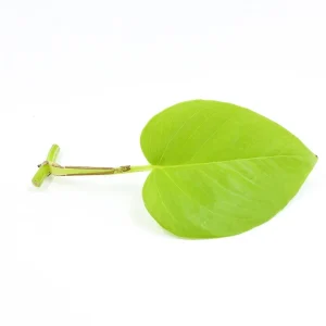 Neon Pothos (Epipremnum aureum 'Neon), Bare Root