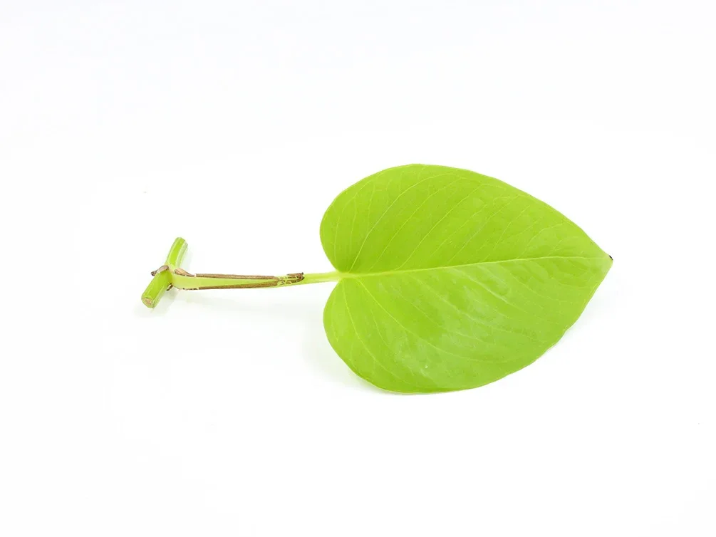 Neon Pothos (Epipremnum aureum 'Neon), Bare Root