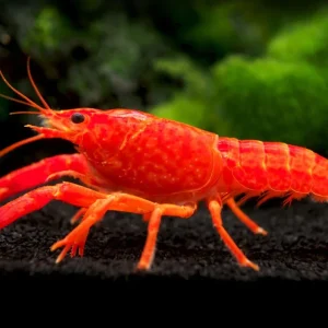 Neon Red Crayfish (Procambarus clarkii) aka Orange/Tangerine Crayfish - Tank Bred!