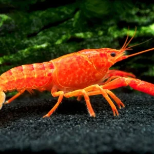 Neon Red Crayfish (Procambarus clarkii) Breeder Combo Box