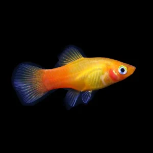 Neon Sunset Platy (Xiphophorus maculatus) - Tank Bred