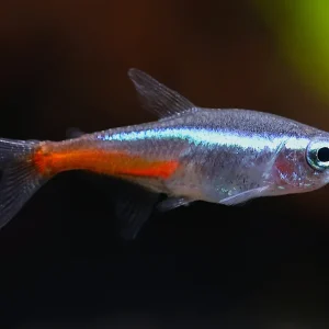 Neon Tetra (Paracheirodon innesi), Tank-Bred