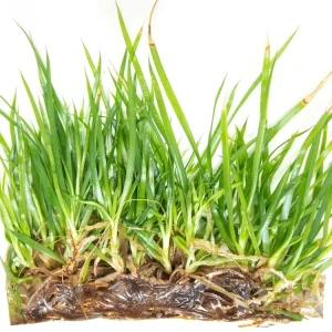 Neoregalia Bromeliad sp. Hybrid Tissue Culture