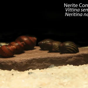 Nerite Combo Pack