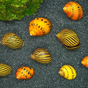 Nerite Snail Combo Pack: Tiger Nerite + Zebra Nerite