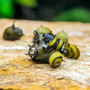 Nerite Snail Combo Pack: Tiger + Zebra + Zebra Thorn Nerites