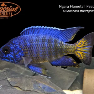 Ngara Flametail Peacock