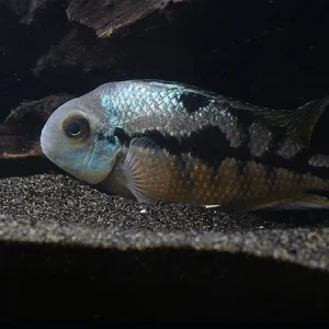 Nicaraguan Cichlid