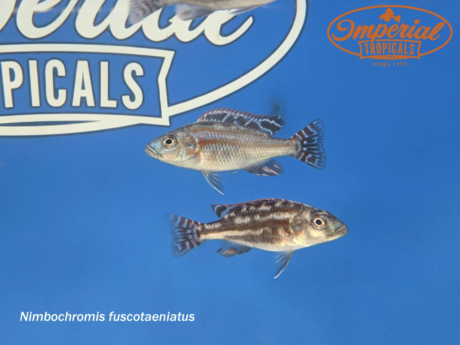 Nimbochromis fuscotaeniatus - Image 2
