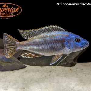 Nimbochromis fuscotaeniatus