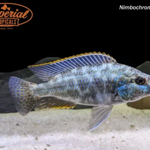 Nimbochromis linni
