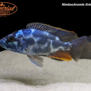 Nimbochromis livingstonii
