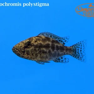 Nimbochromis polystigma