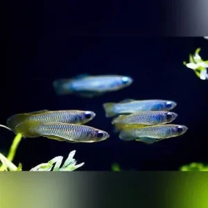 Norman’s Lampeye Killifish