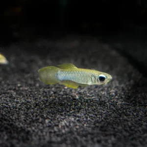 Norman’s Lampeye Killifish (Poropanchax normani), Tank-Bred!