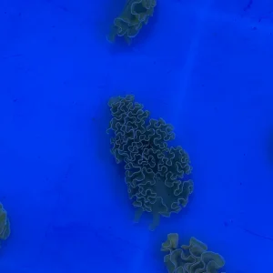 Nudibranch - Lettuce