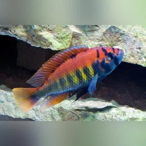 Nyererei Cichlid