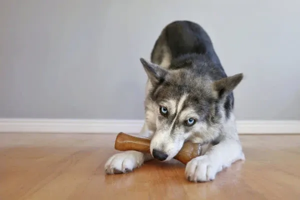 Nylabone Just for Puppies Teething Dog Chew Classic Bone Chicken, X-Large/Souper, 50 lb 1 ct - Image 2