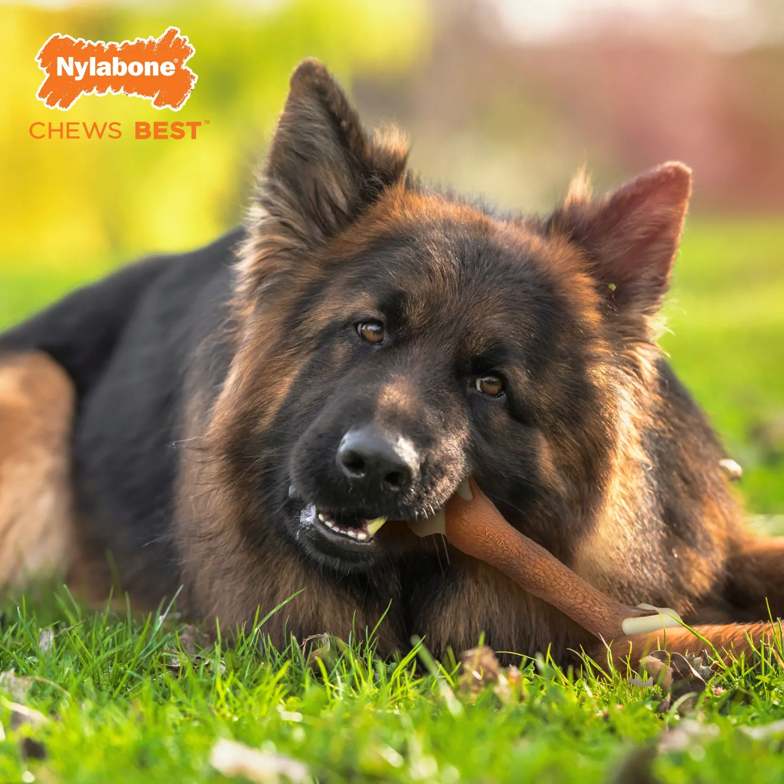 Nylabone Power Dog Chew Femur Dog Bone Alternative Bacon Large/Giant, up to 50 lb - Image 2