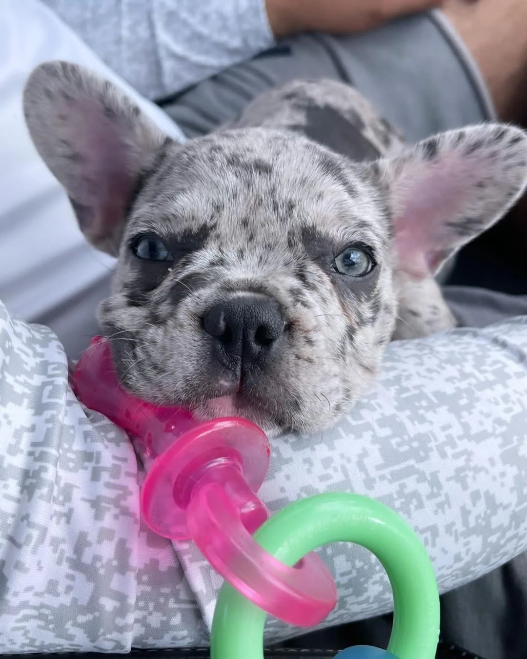 Nylabone Puppy Pacifier Teething Dog Toy Bacon, Small/Regular up to 25 lb. 1 ct - Image 2