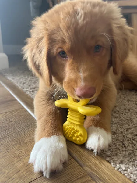 Nylabone Puppy Rubber Teethers Vanilla, Small/Regular up to 25 lb. 1 ct - Image 2