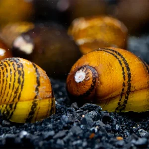 O-Ring Nerite Snails (Neritodryas javanica)