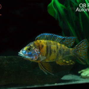 OB Peacock
