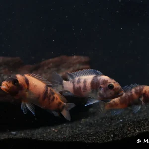 OB Red Zebra