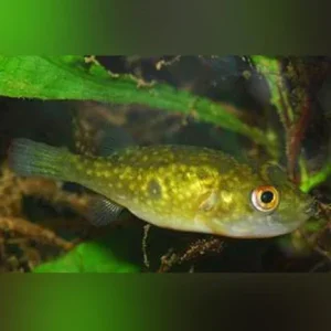 Ocellated Puffer