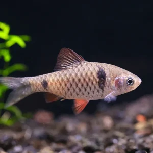 Odessa Barb (Pethia padamya) - Tank-Bred