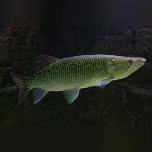 Odoe Pike