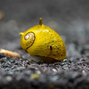 Olive Gold Thorn/Horn Nerite Snail (Clithon corona/diadema)