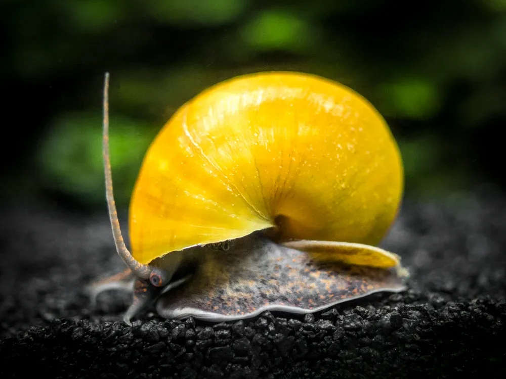 Olive Jade Mystery Snails (Pomacea bridgesii) - Tank-Bred! - Image 2