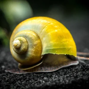 Olive Jade Mystery Snails (Pomacea bridgesii) - Tank-Bred!