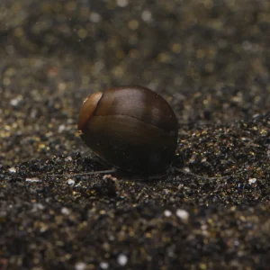 Olive Nerite Snail