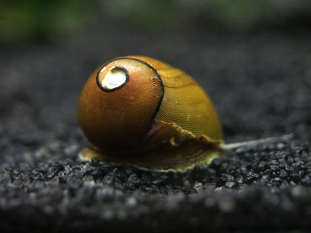 Olive Nerite Snail (Neritina reclivata) - Image 2