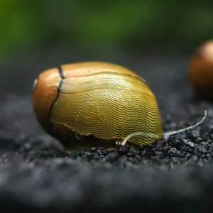 Olive Nerite Snail (Neritina reclivata)