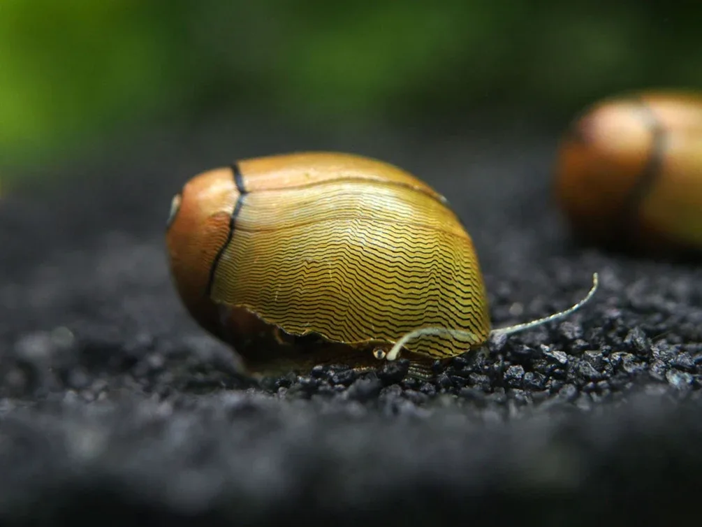 Olive Nerite Snail (Neritina reclivata)