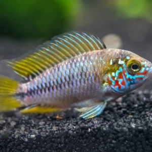 Opal Umbrella Borelli Dwarf Cichlid (Apistogramma borellii "Opal") - TANK-BRED!!!