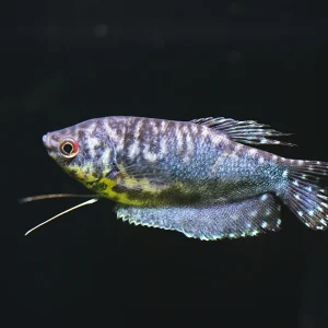 Opaline Gourami (Trichopodus trichopterus) Tank Bred