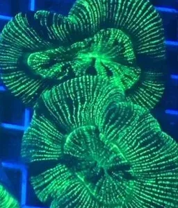 Open Brain Coral Green