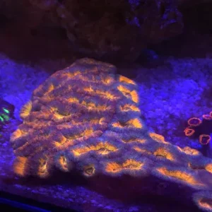 Orange Acanthastrea Coral