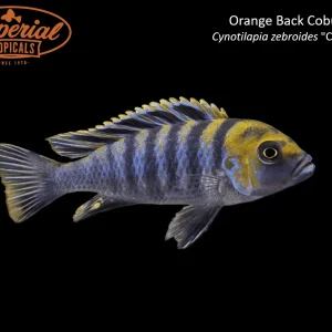 Orange Back Cobue
