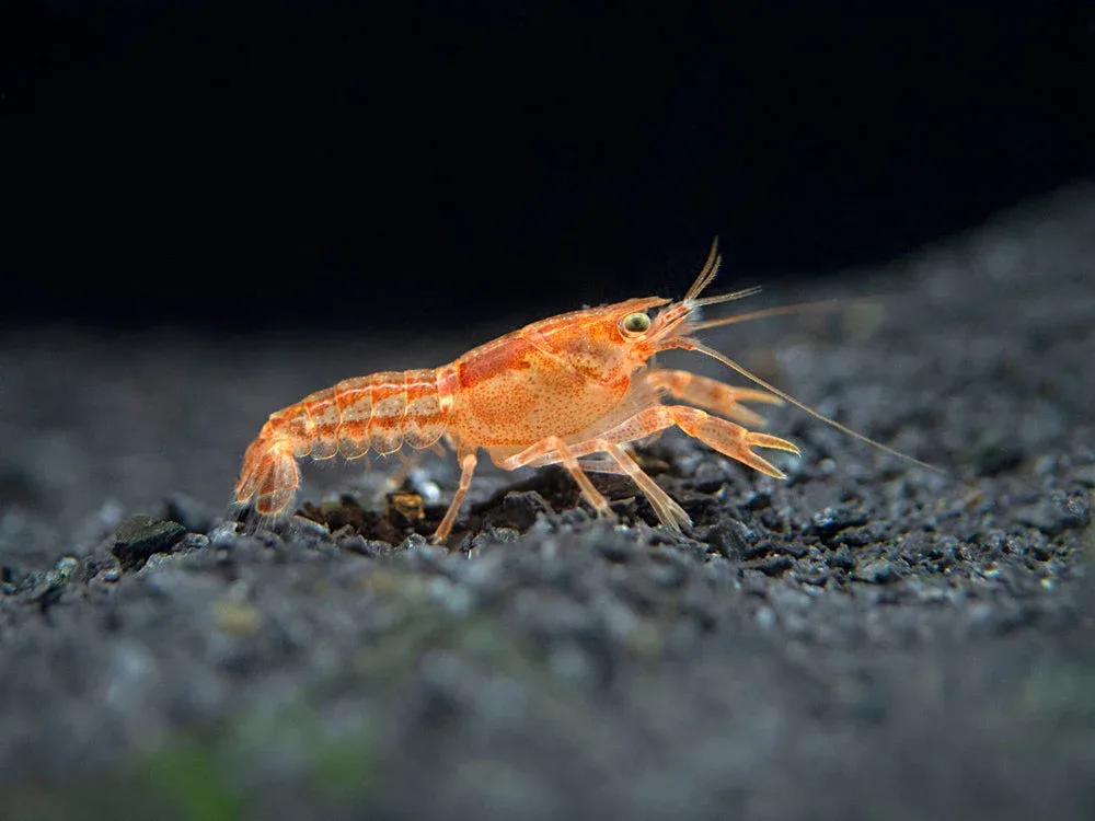Orange CPO Dwarf Mexican Crayfish Breeder Combo Box