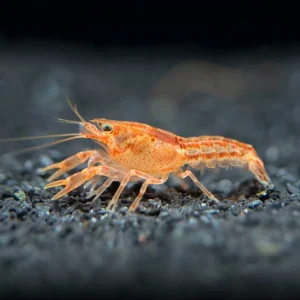 Orange CPO Dwarf Mexican Crayfish/Mini Lobster (Cambarellus patzcuarensis)- Tank Bred!