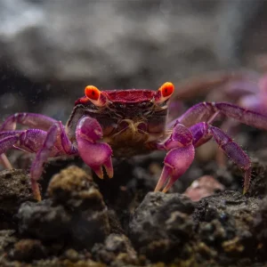 Orange Eye Vampire Crab (Geosesarma sp.)