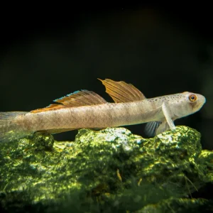 Orange Fin Stiphodon Goby (Stiphodon maculidorsalis)