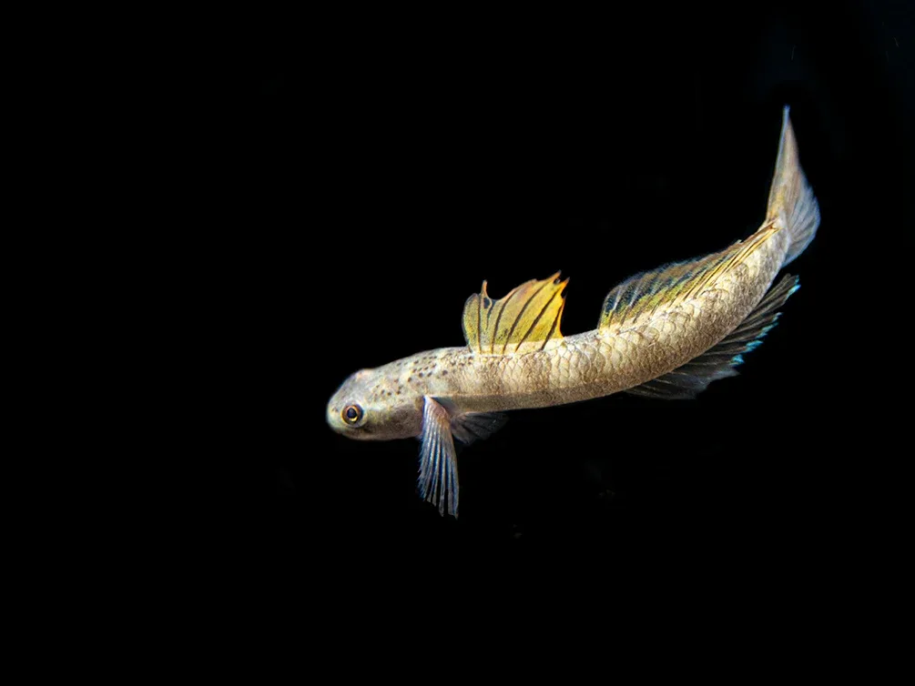 Orange Fin Stiphodon Goby (Stiphodon maculidorsalis) - Image 2