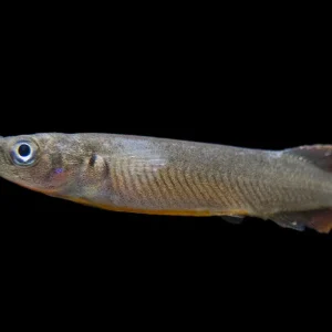 Orange-Finned Halfbeak (Nomorhampus ebrardtii)
